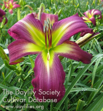 Daylily Smoke Shop